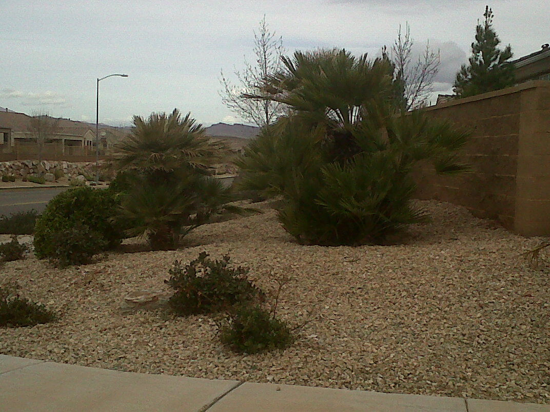 Palms in Utah? Yes! DISCUSSING PALM TREES WORLDWIDE PalmTalk